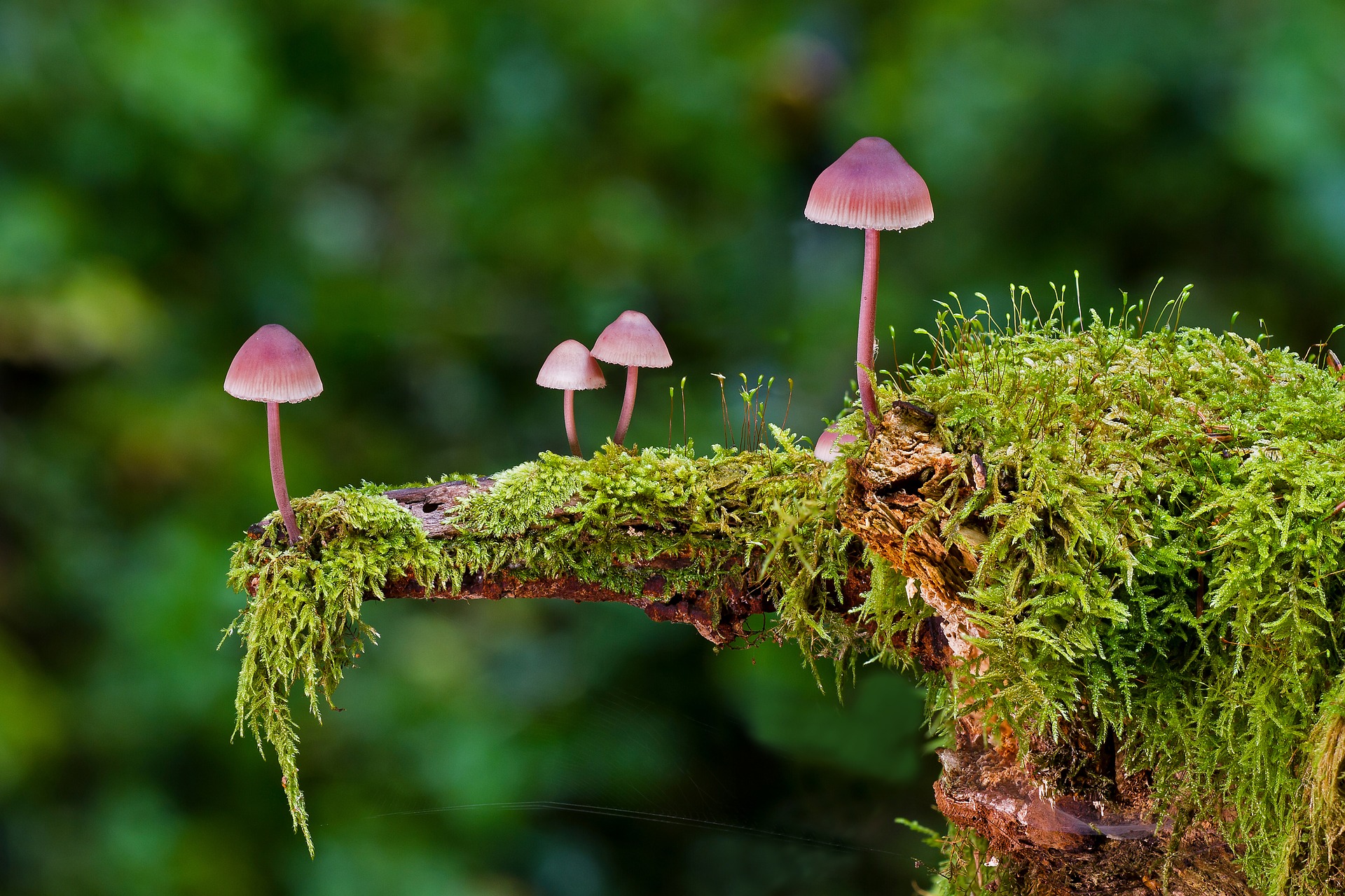 Mushroom in a Forest