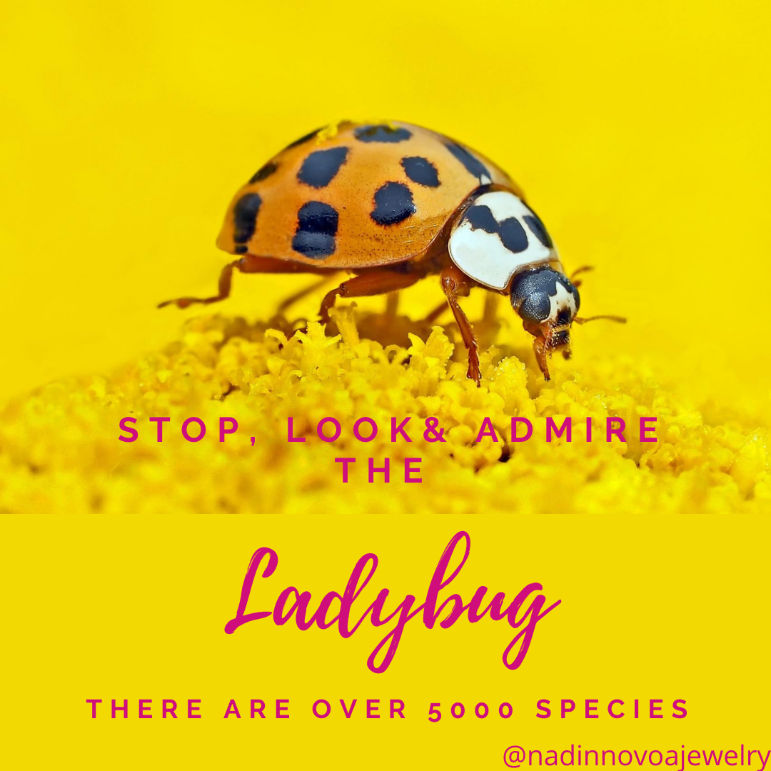 Why Are Ladybugs Important For The World Nadin Novoa LLC