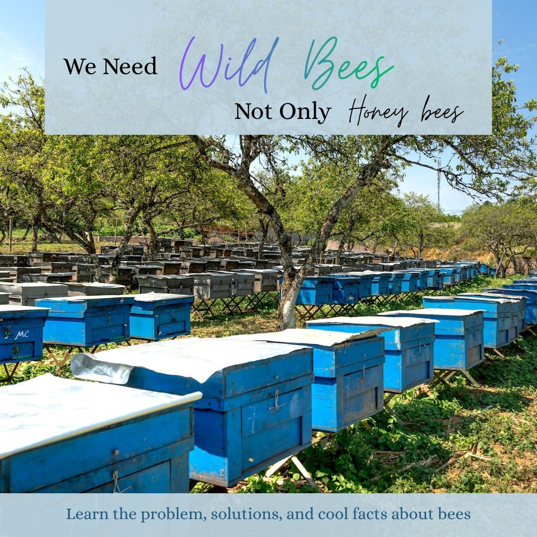 We Need Wild Bees Not Only Hone bees